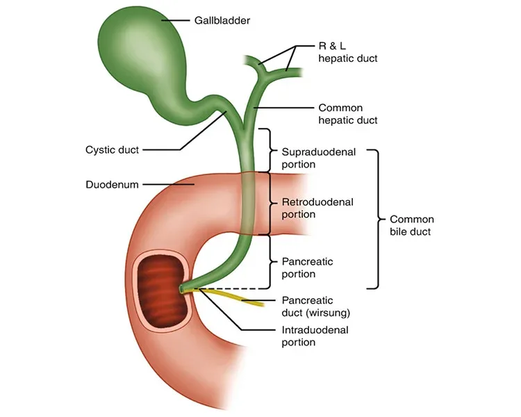 Diagram of the extrahepatic biliary system