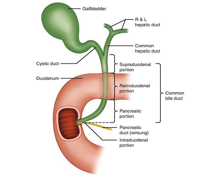 Best Extrahepatic Biliary System